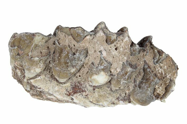Oreodont (Merycoidodon) Jaw Section - South Dakota #254988